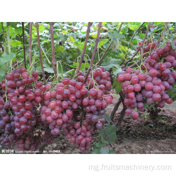 Ny fanodinana voankazo voankazo maina / raisins manao andalana